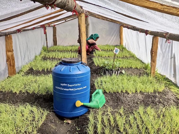 In Patarasi Rual Muncipality ward no 4 Lalimaya Aidi Establiish nursery for growing fresh vegetable production for resilance climate and nutrition