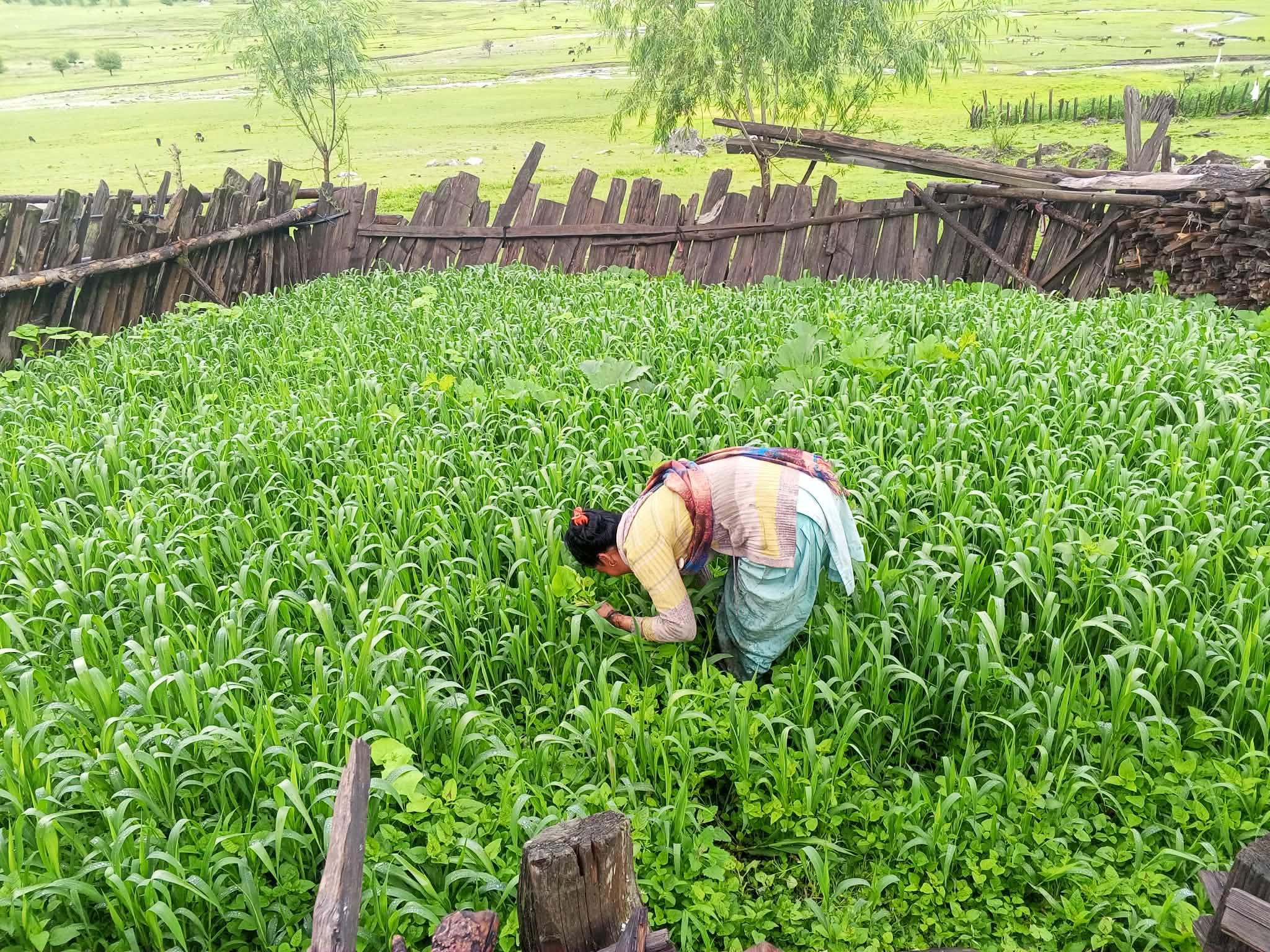 Gender equality and women farmers support program. (GESW)