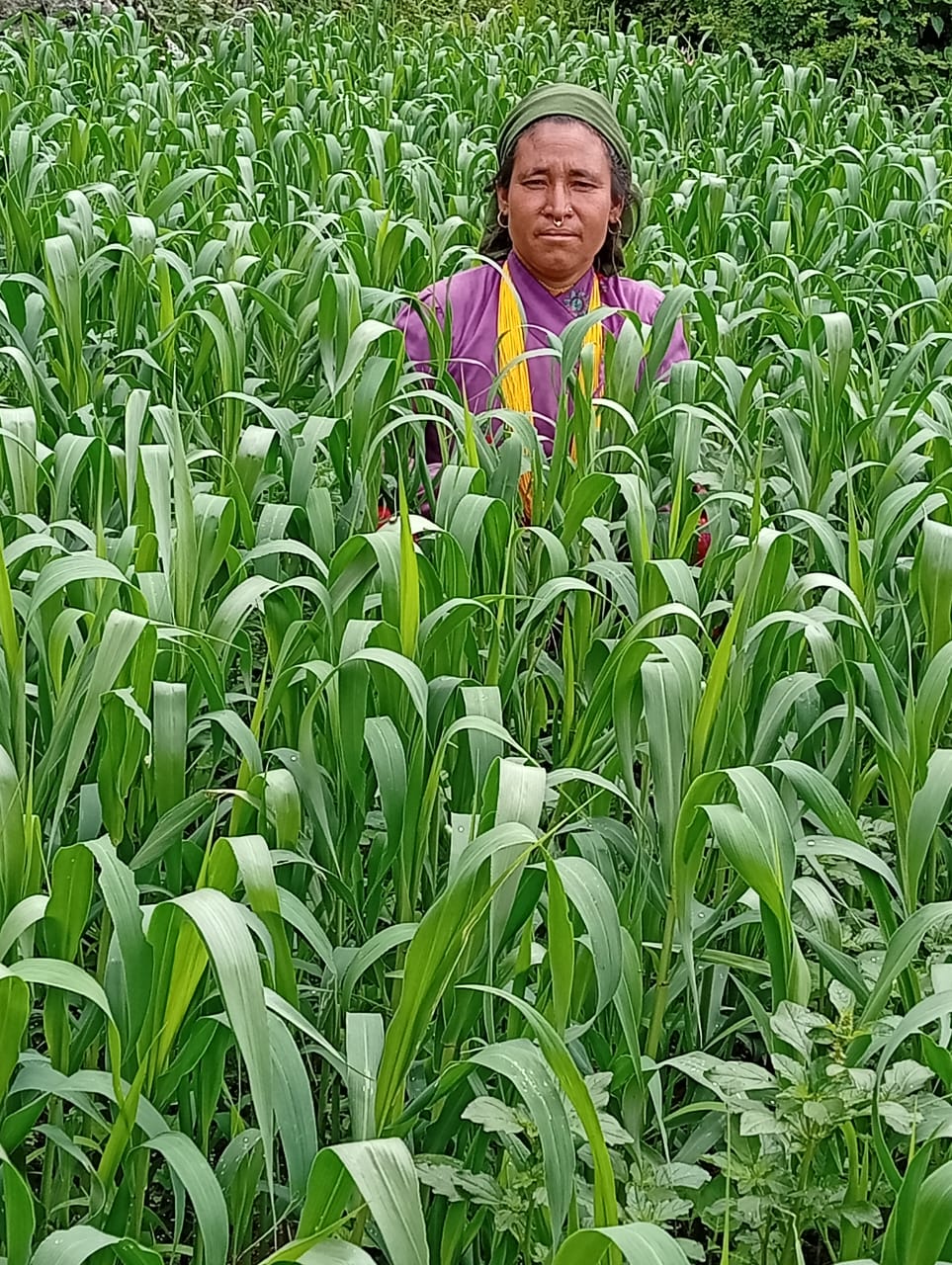 The womens Farmers photo at foxmillate area in guthichaur Rm -2 Jumla (WESD Project)
