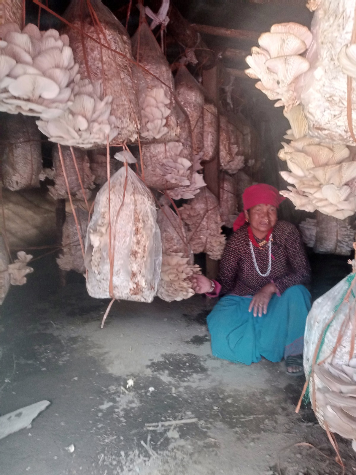 Support to Women Farmers for income generation activitis (Mashroom) Production in Patarasi RMs.